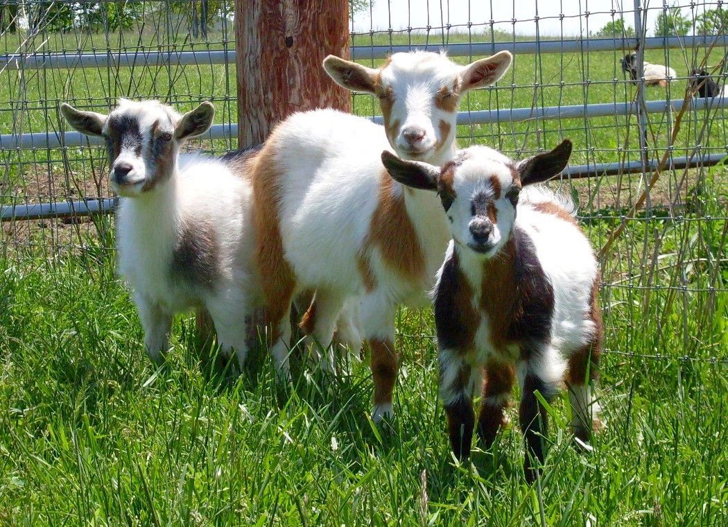 Three young Nigerian Dwarf dairy goats in a pasture